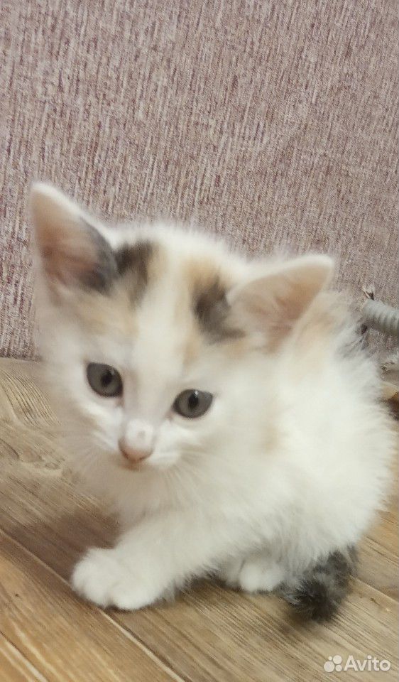 Отдадим котят бесплатно родились 13 марта купить на Зозу.ру - фотография № 1