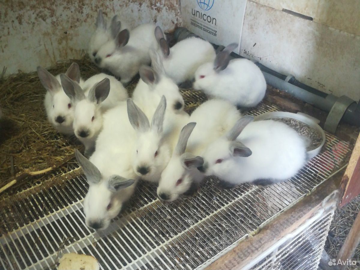Продаются крольчата купить на Зозу.ру - фотография № 3