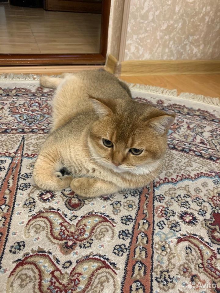 Кот золотая шиншилла 1 год купить на Зозу.ру - фотография № 5