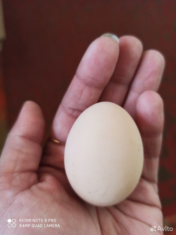 Китайские шелковые цыплята и инкубационное яйцо купить на Зозу.ру - фотография № 6