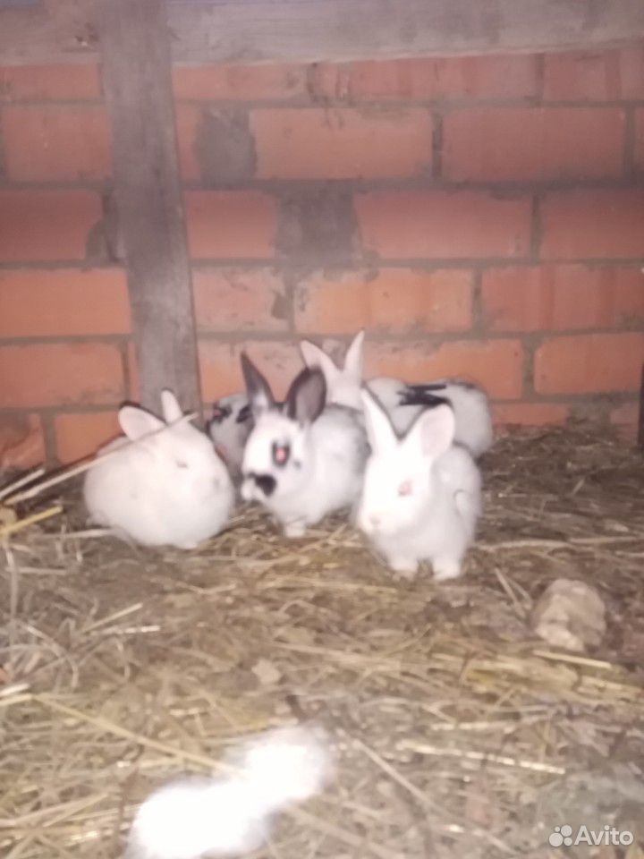 Кролики (немецкие великаны) купить на Зозу.ру - фотография № 4
