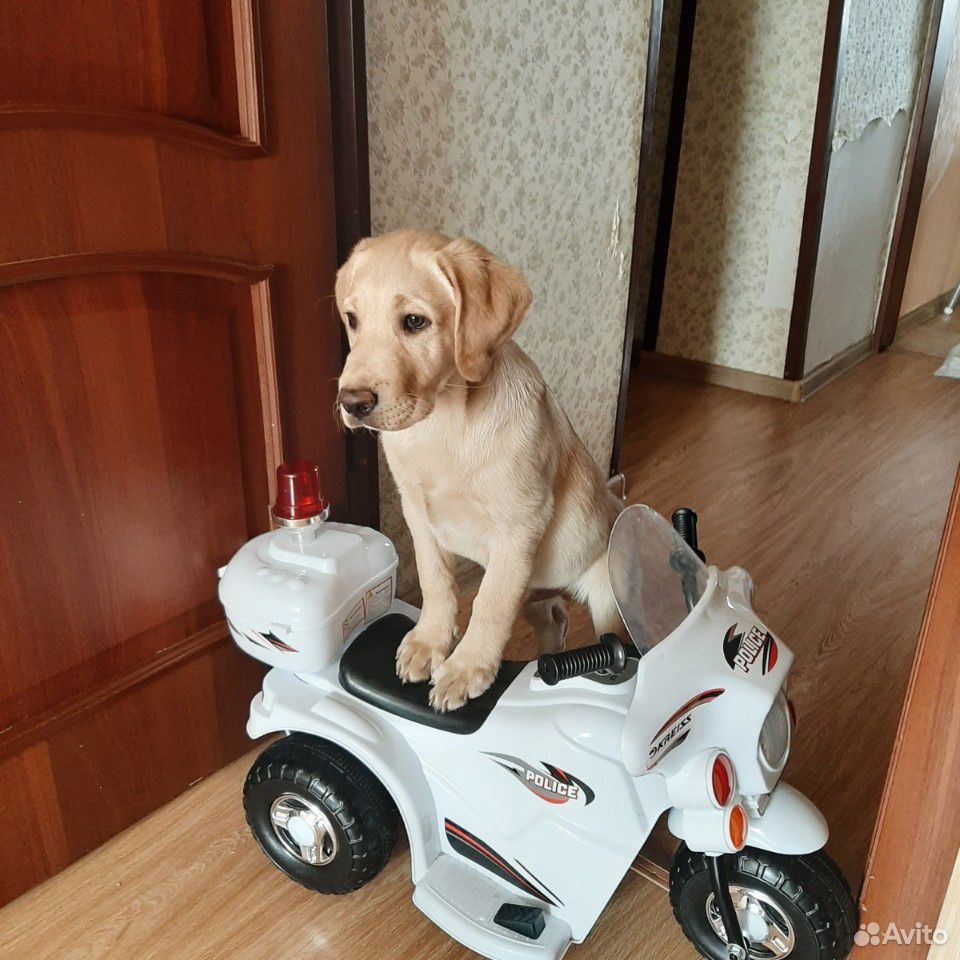 Лабрадор щенок купить на Зозу.ру - фотография № 4