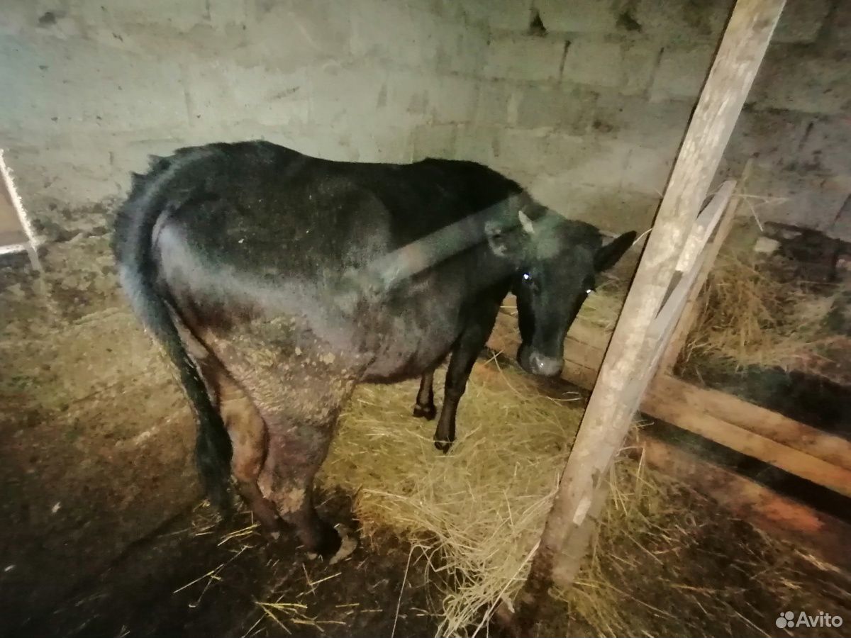 Коровы и телята купить на Зозу.ру - фотография № 9