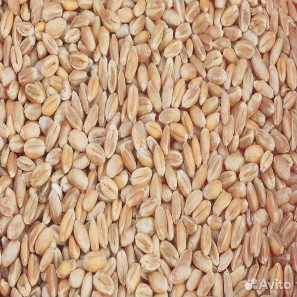 Корм пшеница купить на Зозу.ру - фотография № 1
