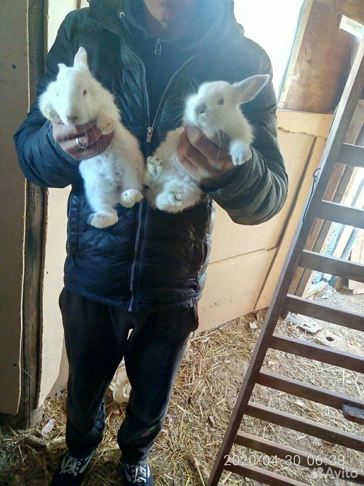 Продаю кроликов скороспелок купить на Зозу.ру - фотография № 2