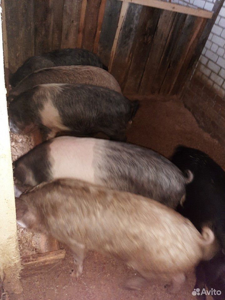 Домашняя свинина купить на Зозу.ру - фотография № 4