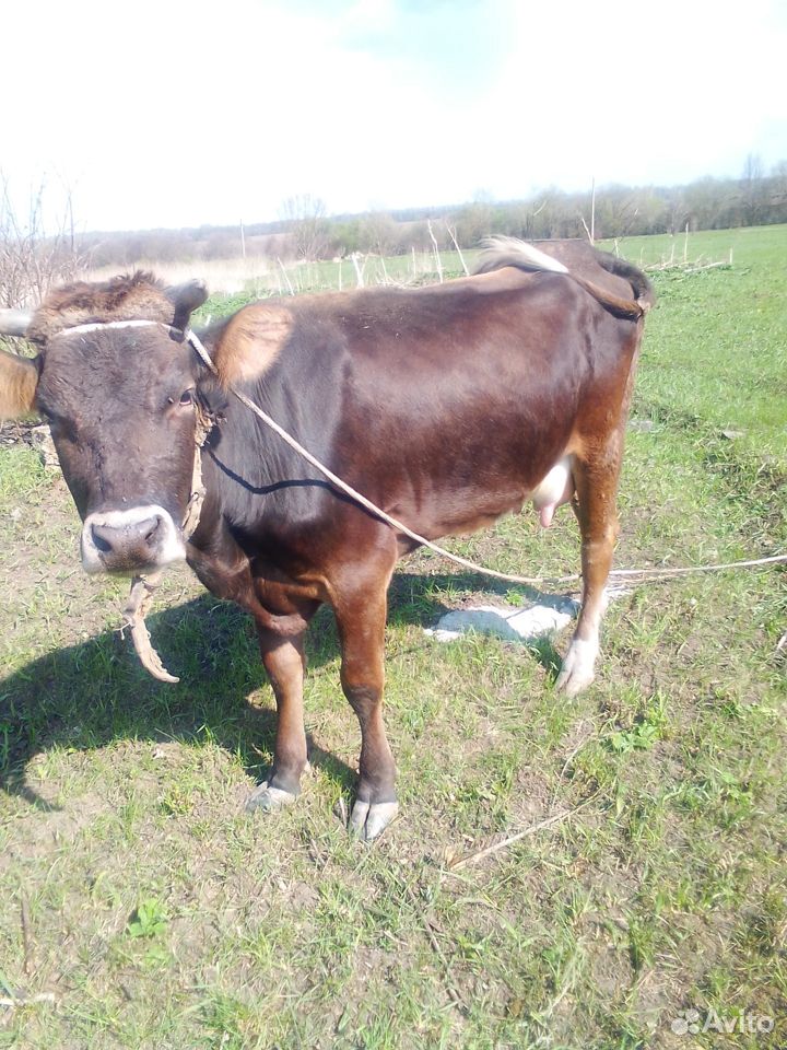 Продаю корову 1-ым отёлом купить на Зозу.ру - фотография № 1