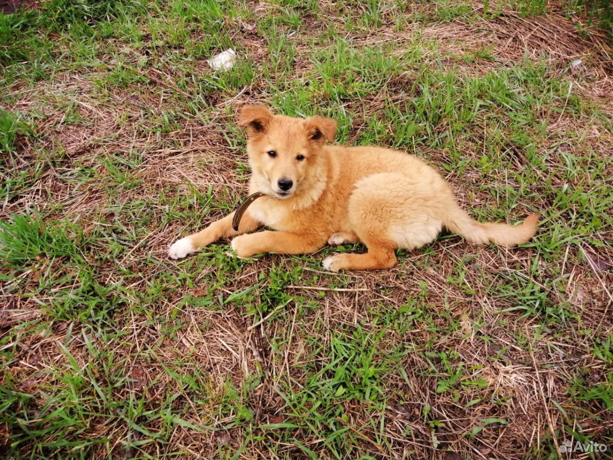 Гречневая собака. Собаки томск. Северск животное. Памятник собаке в томске. Собаки томск.