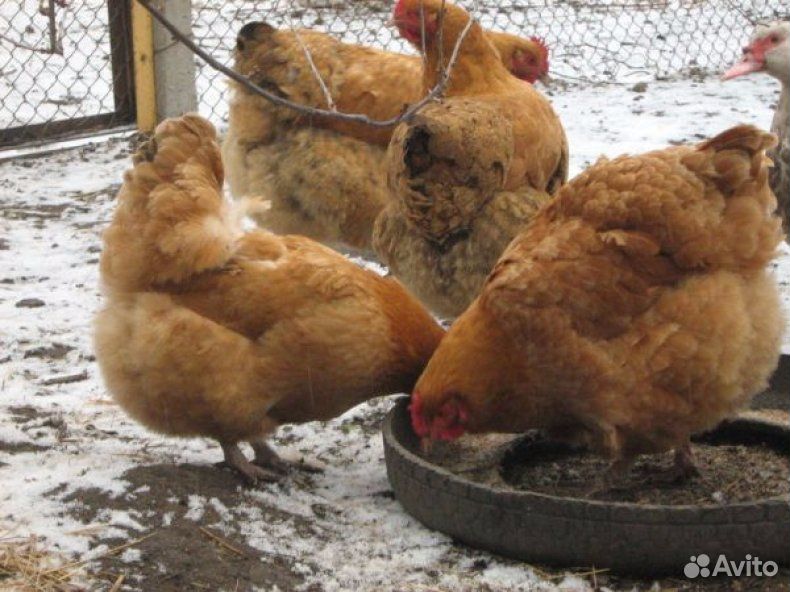 Инкубационные куриные яйца породы Фокси Чик купить на Зозу.ру - фотография № 1