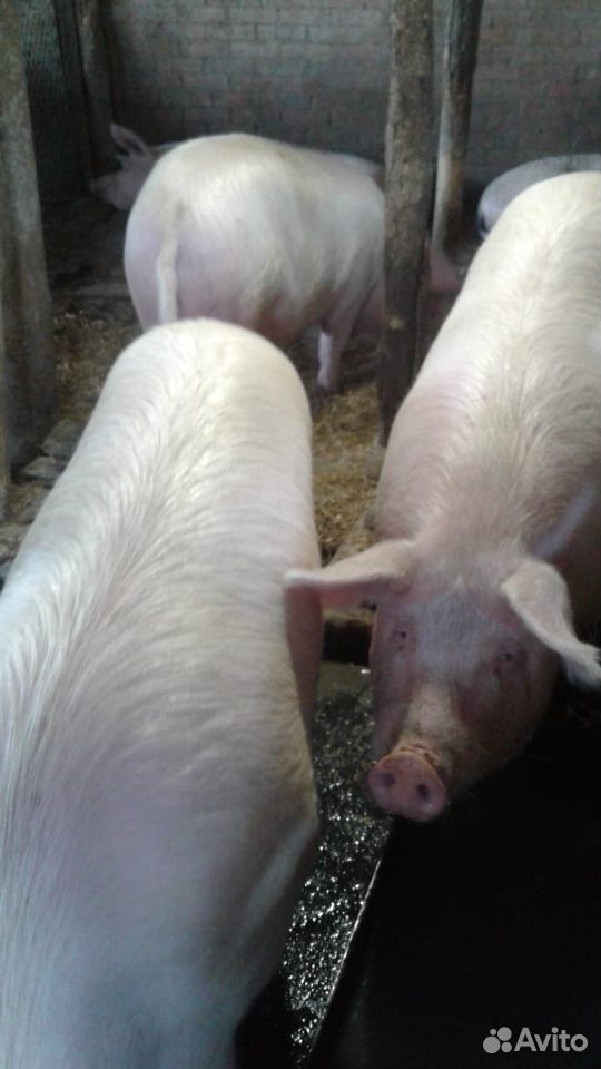 Домашние свиньи, живым весом купить на Зозу.ру - фотография № 2