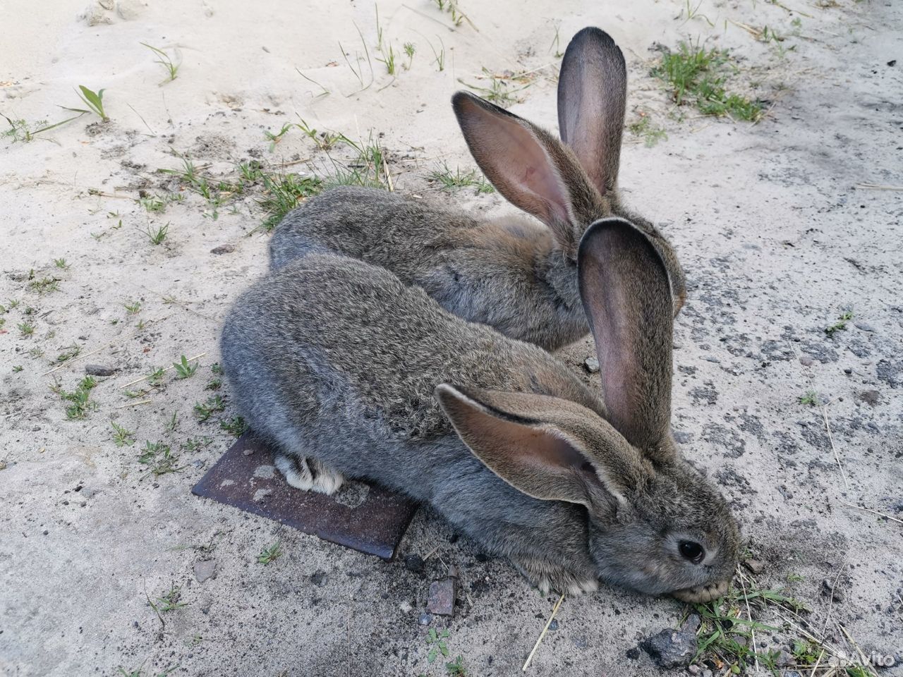 Кролик фландер самец, крольчата фландеры купить на Зозу.ру - фотография № 2