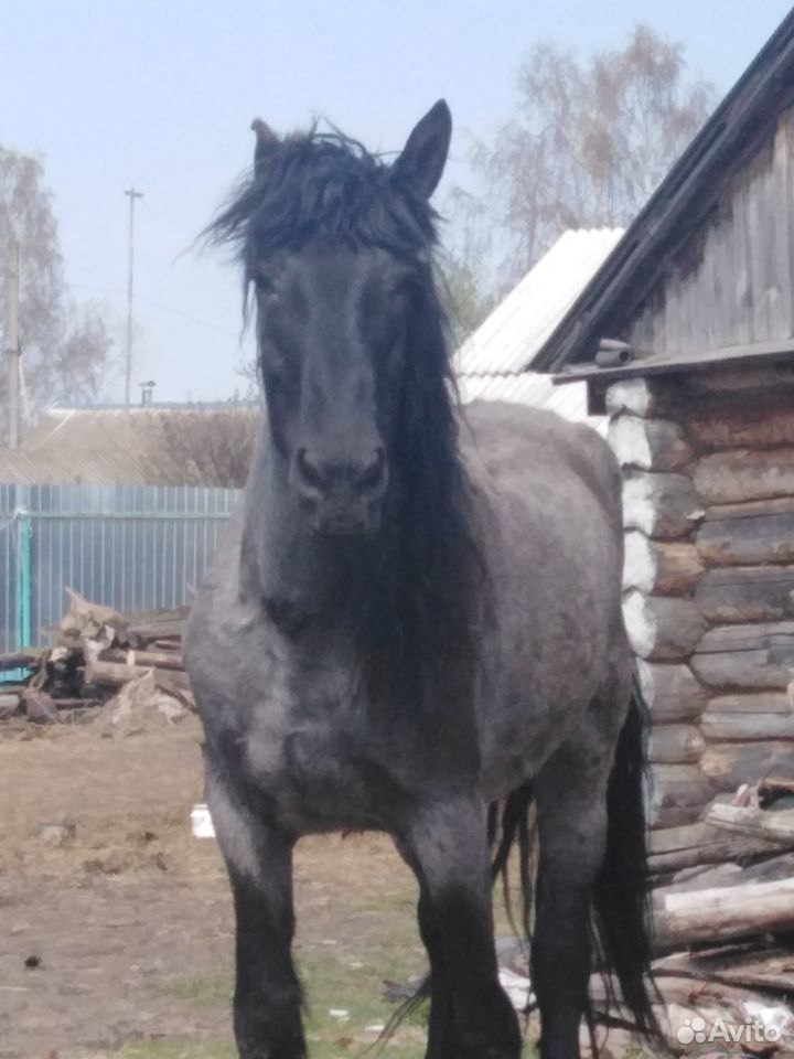 Продам трех лошадей купить на Зозу.ру - фотография № 3