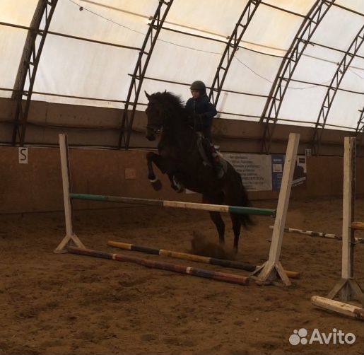 Спортивная лошадь под детей: обмен на пони-класс купить на Зозу.ру - фотография № 2