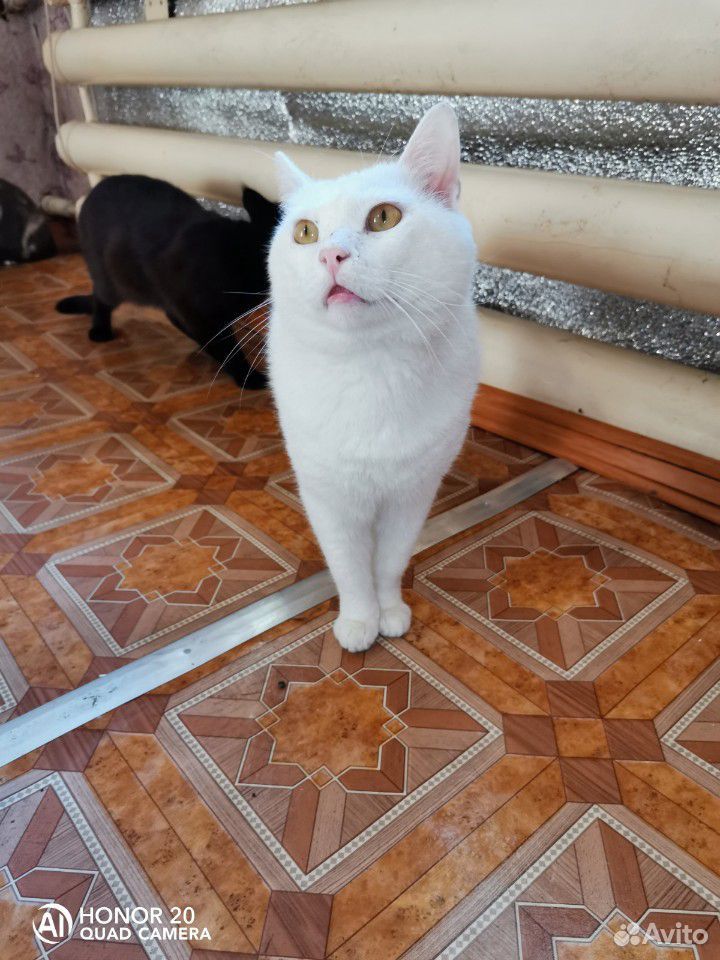 Белоснежный кот купить на Зозу.ру - фотография № 1
