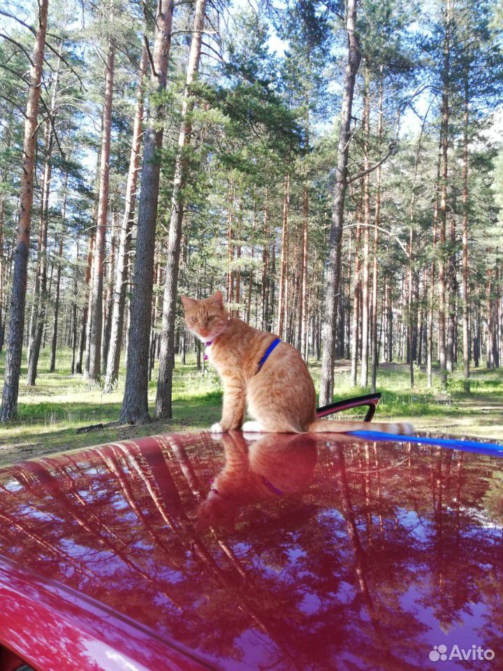 Рыжая красавица ищет жениха для вязки купить на Зозу.ру - фотография № 7