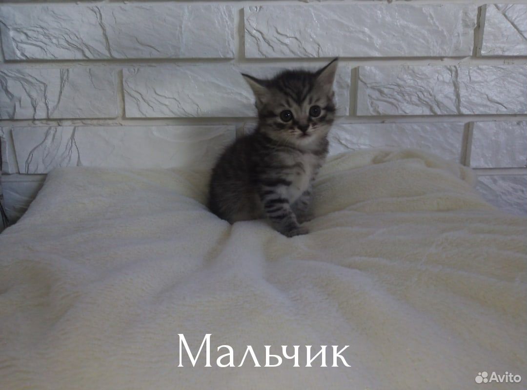 Продам шотландских котят. Котята родились 4 апреля купить на Зозу.ру - фотография № 2