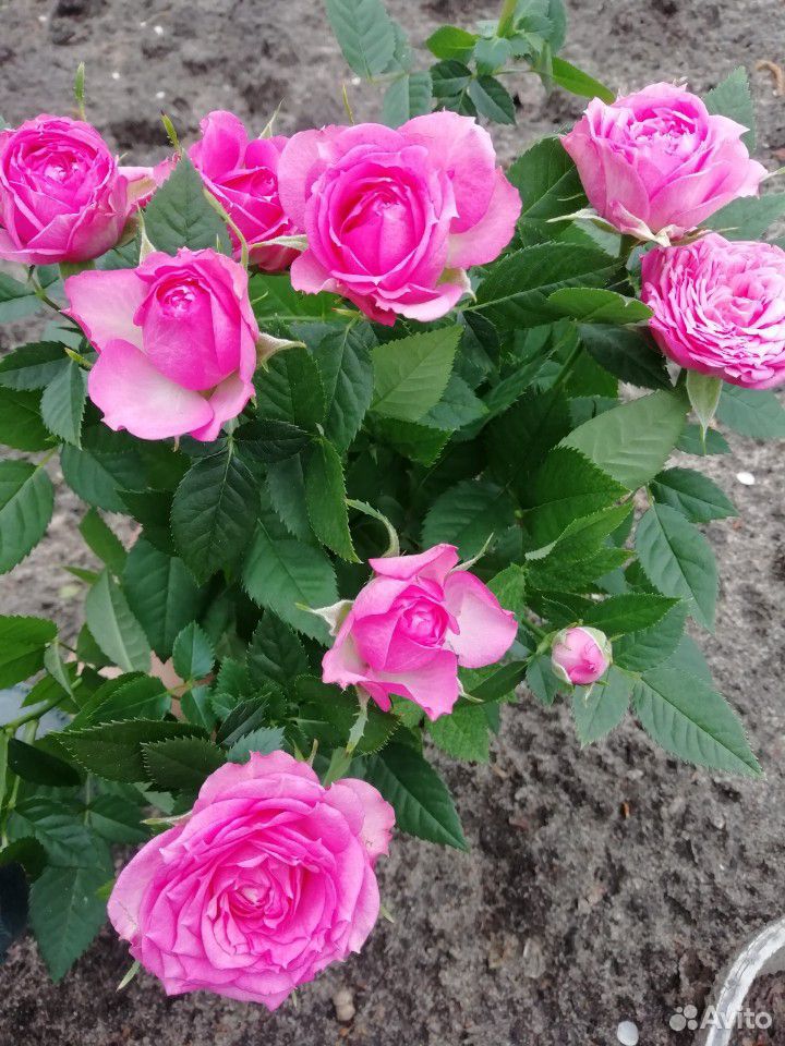 Роза кустовая в ассортименте купить на Зозу.ру - фотография № 3