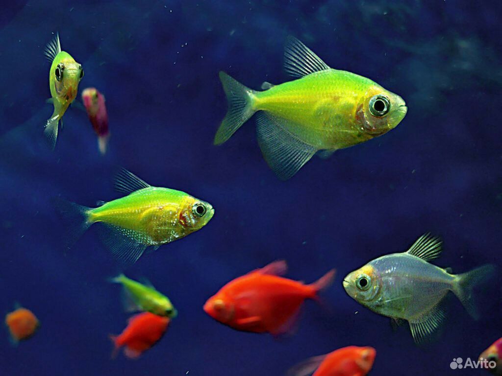 Рыбки аквариум.тернеция цв, моллинезии,креветки купить на Зозу.ру - фотография № 1