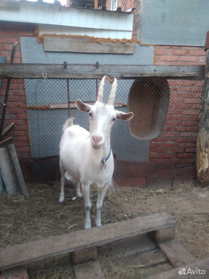 Продаётся коза с козленком 12000 купить на Зозу.ру - фотография № 1