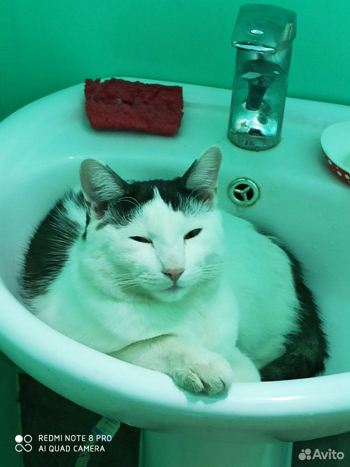 SOS Потерялся котик купить на Зозу.ру - фотография № 3