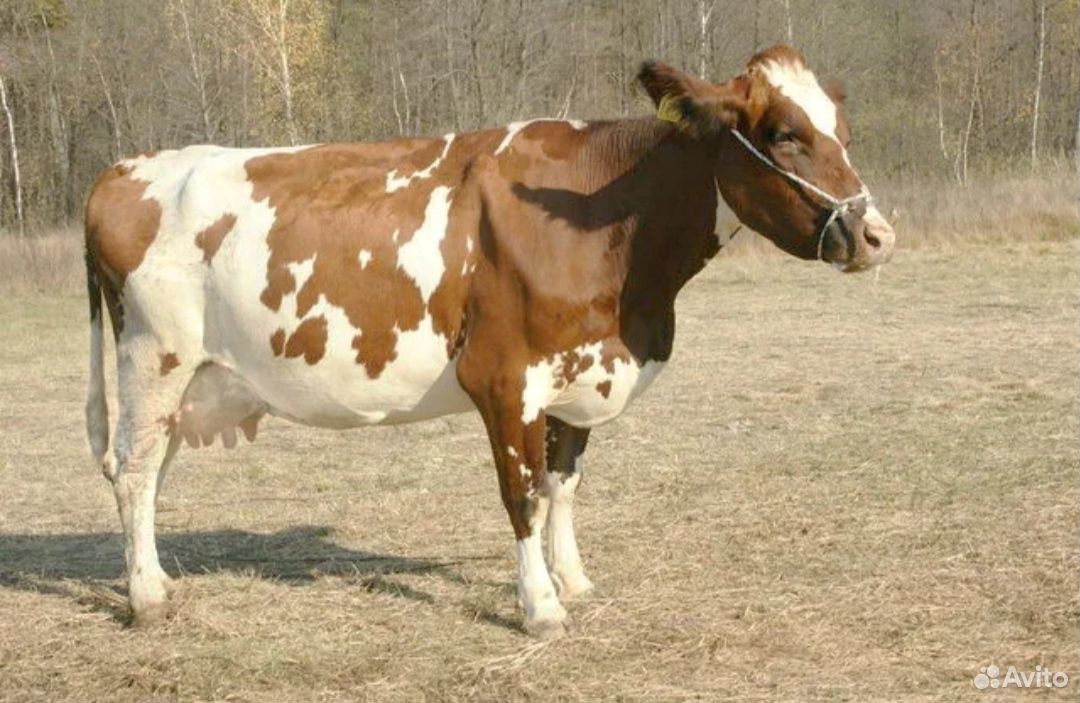 Корова айрширской породы купить на Зозу.ру - фотография № 2