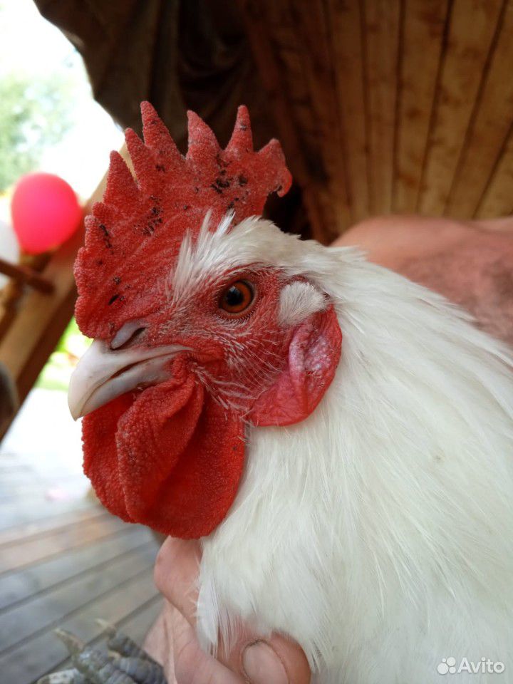Продам породистых цыплят купить на Зозу.ру - фотография № 3