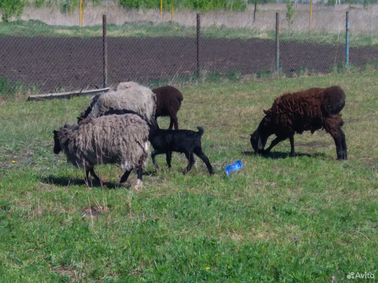 Романовские овцы купить на Зозу.ру - фотография № 2