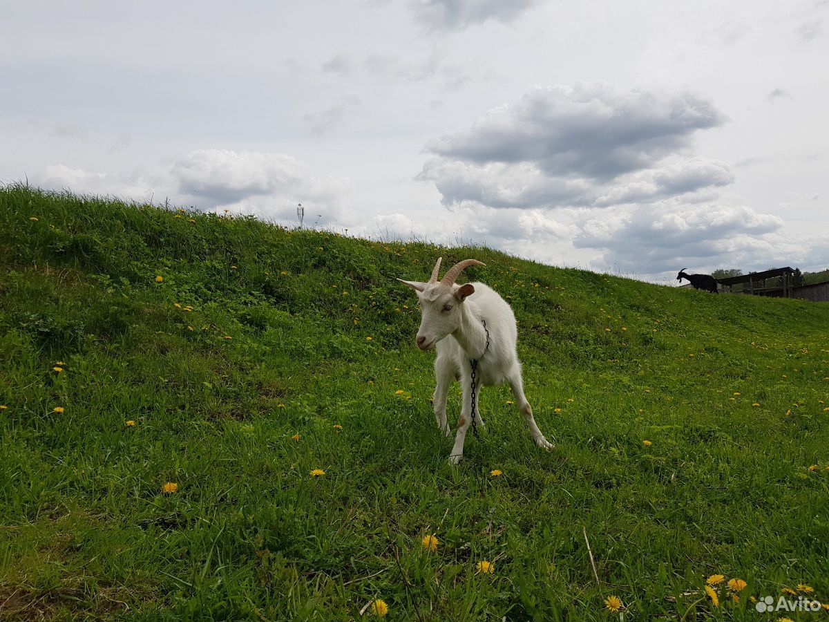 Коза с козочкой купить на Зозу.ру - фотография № 9