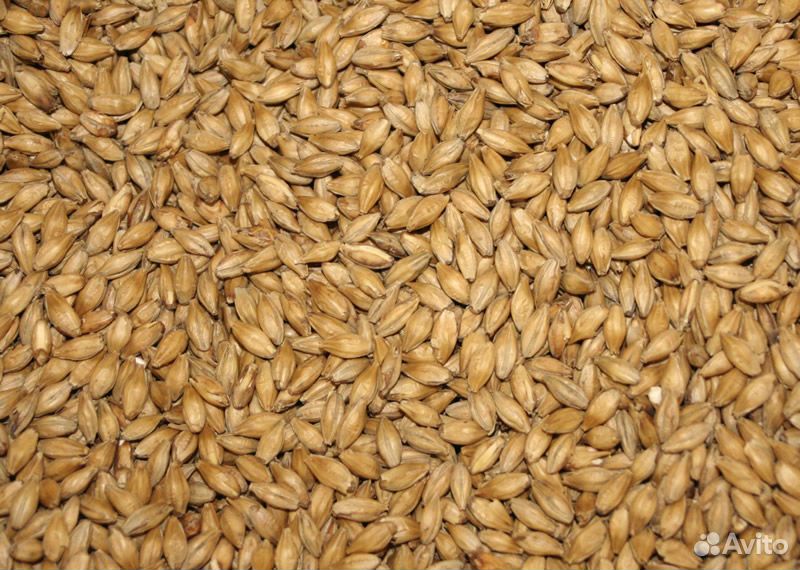 Пшеница, Ячмень купить на Зозу.ру - фотография № 2