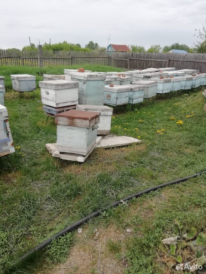 Пчелы зимовалые купить на Зозу.ру - фотография № 1