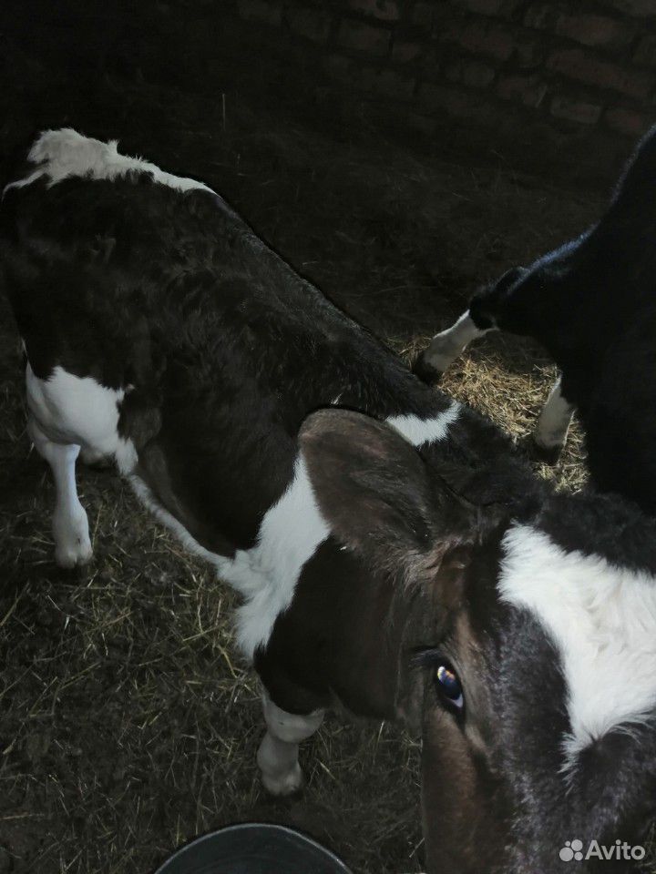 Продам тёлочку от высокоудойной коровы купить на Зозу.ру - фотография № 1