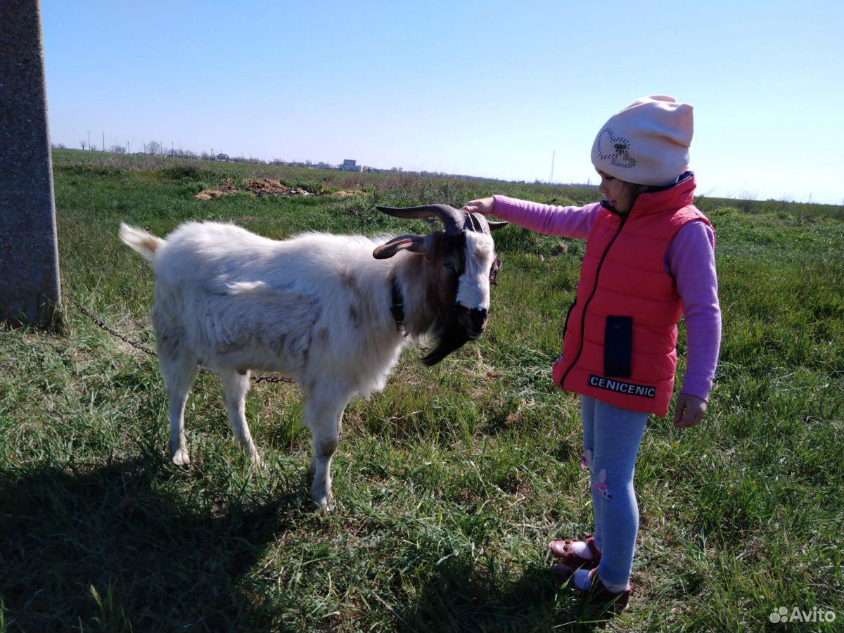Каза и козел и двое козлят 3 месяца купить на Зозу.ру - фотография № 3