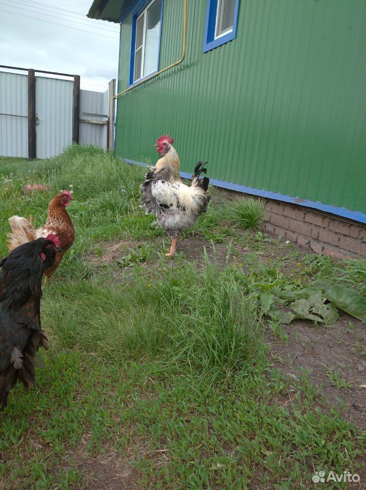 Цыплята суточные купить на Зозу.ру - фотография № 2
