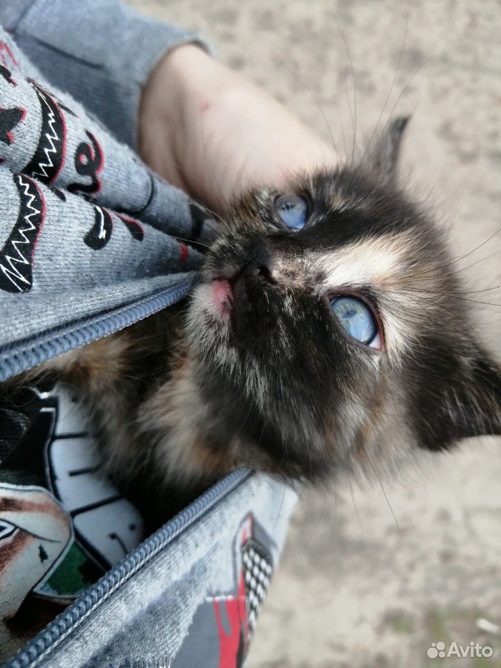 Котенок девочка купить на Зозу.ру - фотография № 1