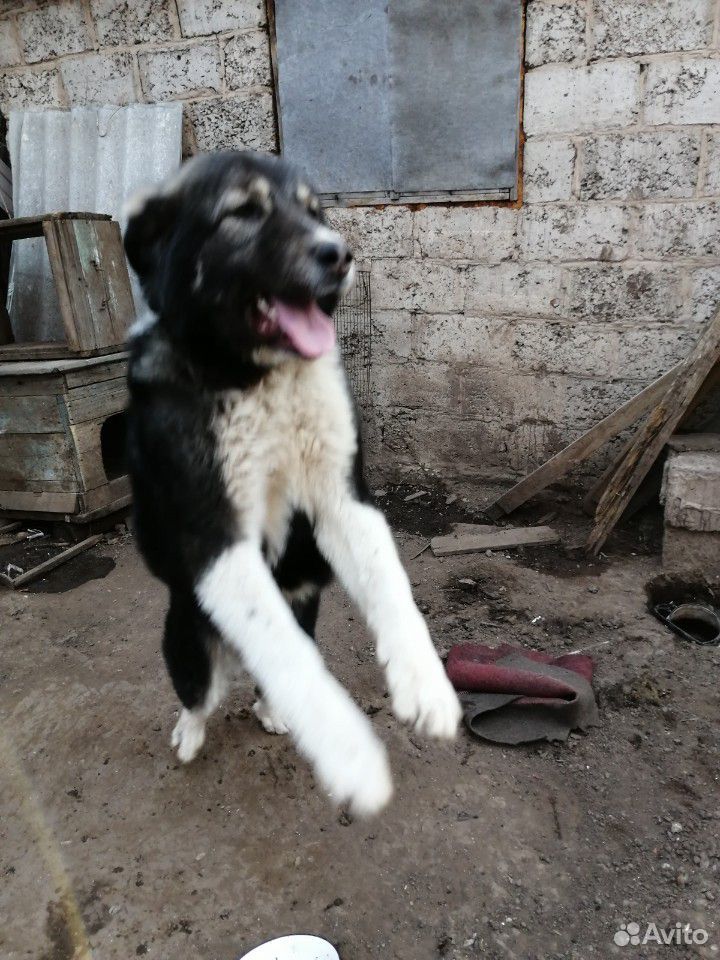 7 месячный щенок алабая купить на Зозу.ру - фотография № 1