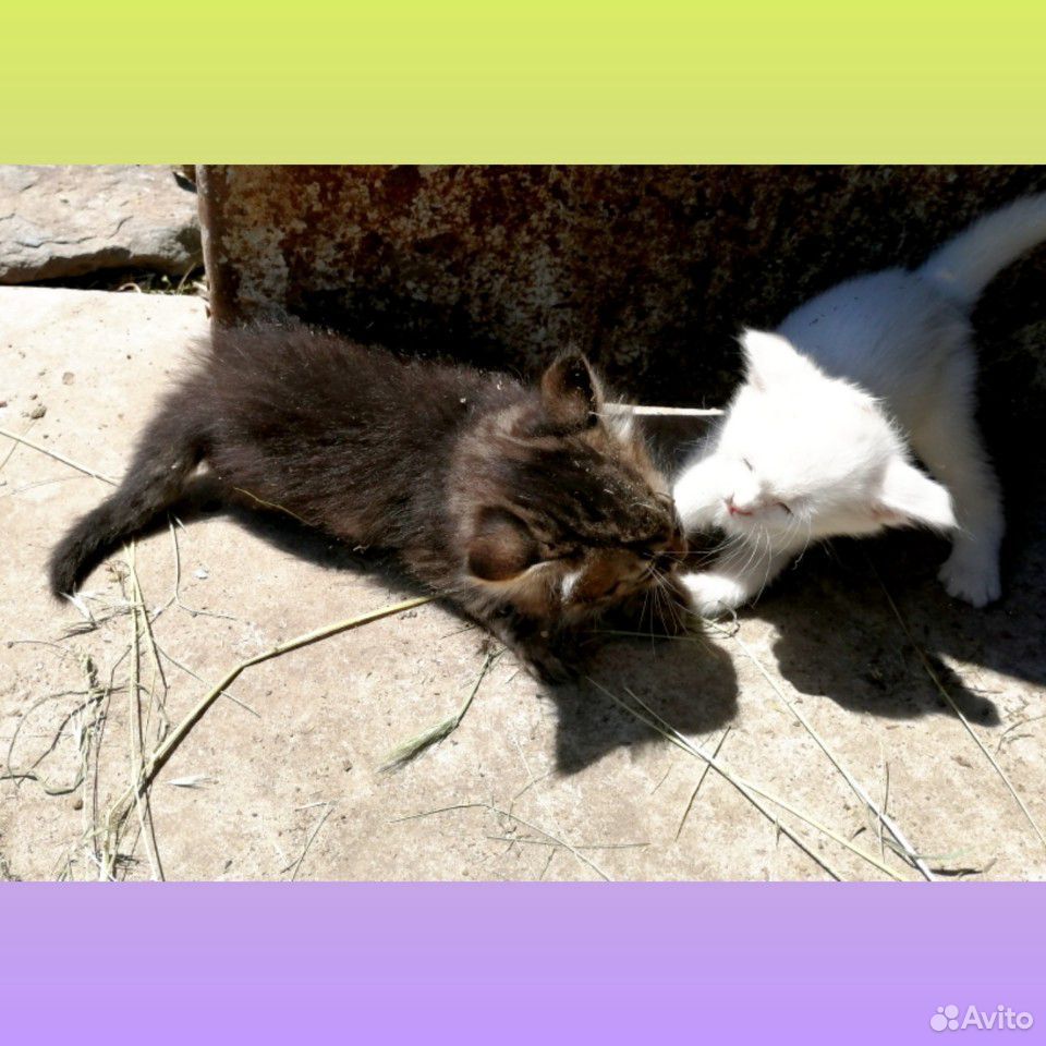 Кошечка альбинос и котик купить на Зозу.ру - фотография № 3
