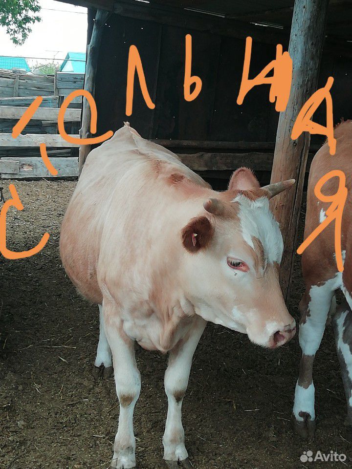 Тёлки, коровы купить на Зозу.ру - фотография № 10