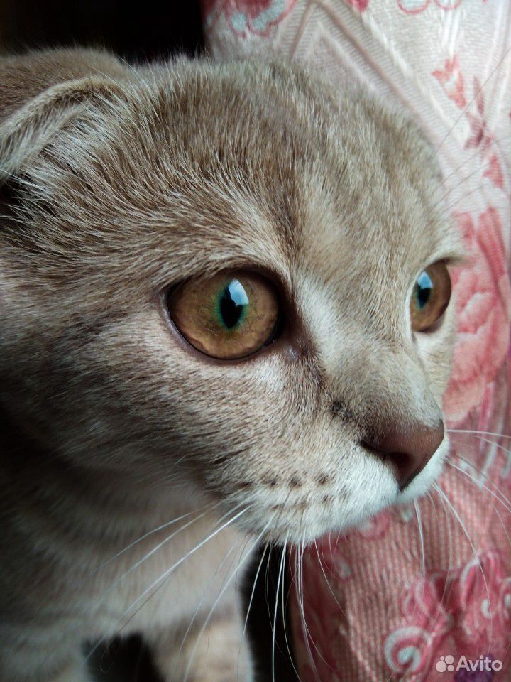 Шотландская кошка Вязка купить на Зозу.ру - фотография № 2