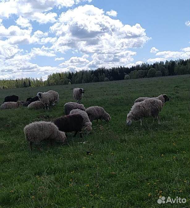 Бараны,овцы купить на Зозу.ру - фотография № 2
