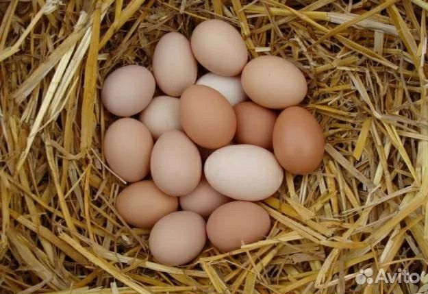 Инкубационное яйцо породы брама купить на Зозу.ру - фотография № 1