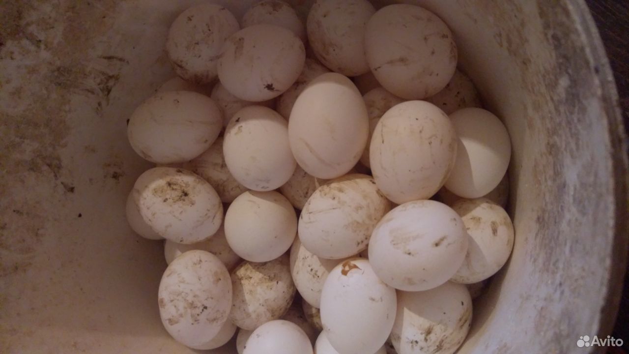 Несушки и яйца купить на Зозу.ру - фотография № 2