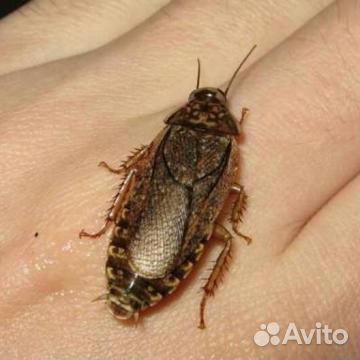 Мраморные тараканы купить на Зозу.ру - фотография № 1