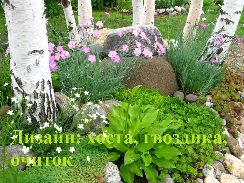 Цветы, кустарники для дизайна сада купить на Зозу.ру - фотография № 8
