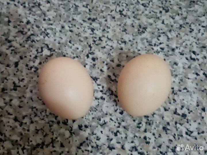 Яйца карликового. Кохинхин яйцо. Яйца Кохинхинов. Карликовый кохинхин яйцо массой. Яйцо инкубационное купить в белгородской области