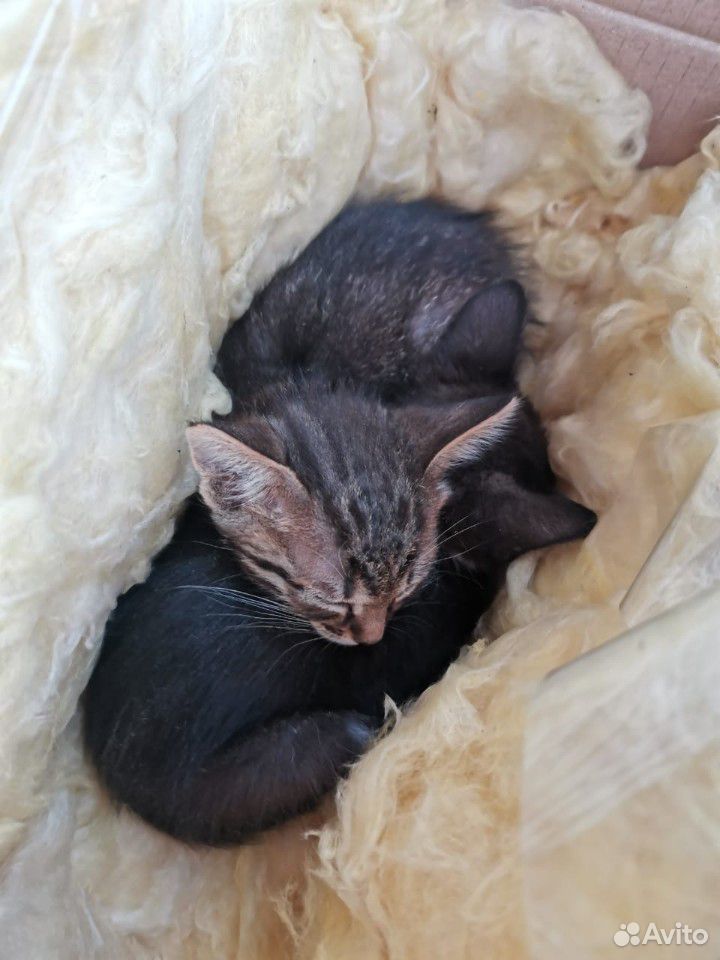 Милые котята ищут новый дом купить на Зозу.ру - фотография № 1