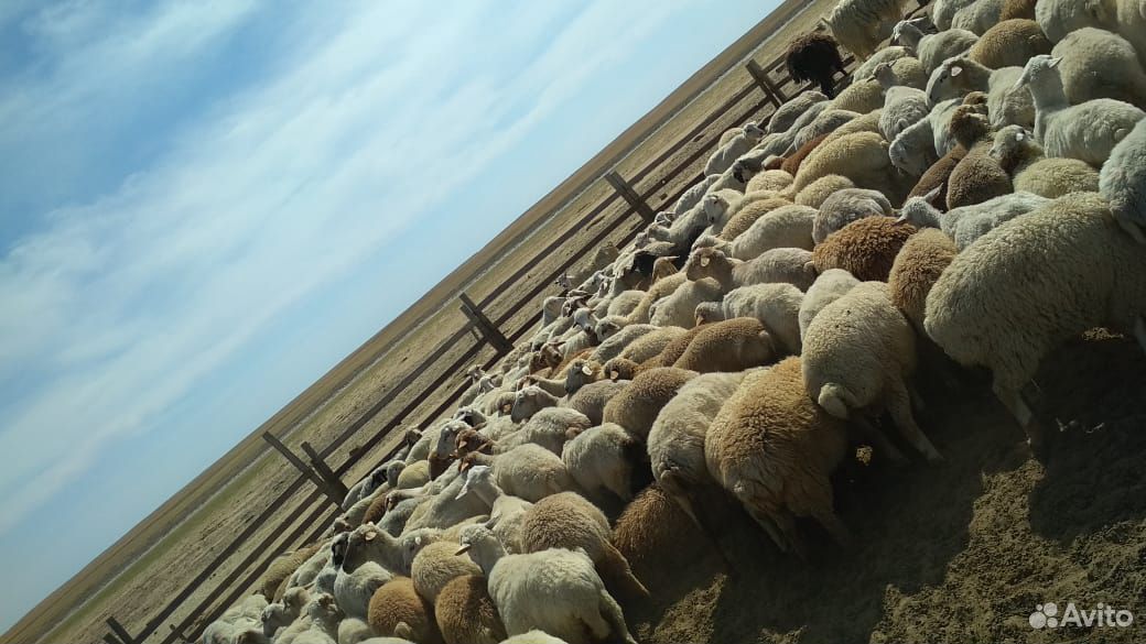Отара овец и ягнят купить на Зозу.ру - фотография № 2
