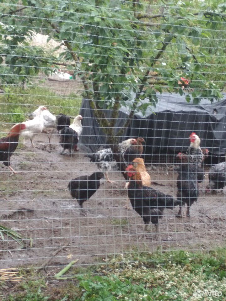 Куры,цыплята купить на Зозу.ру - фотография № 4