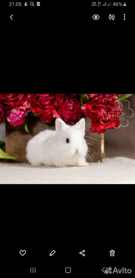 Продам белого мини декоративного кролика, приобрет купить на Зозу.ру - фотография № 1