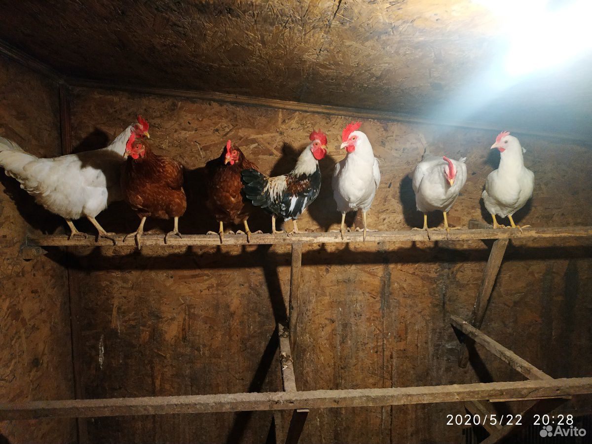 Продаю свежие куриные яйца купить на Зозу.ру - фотография № 3
