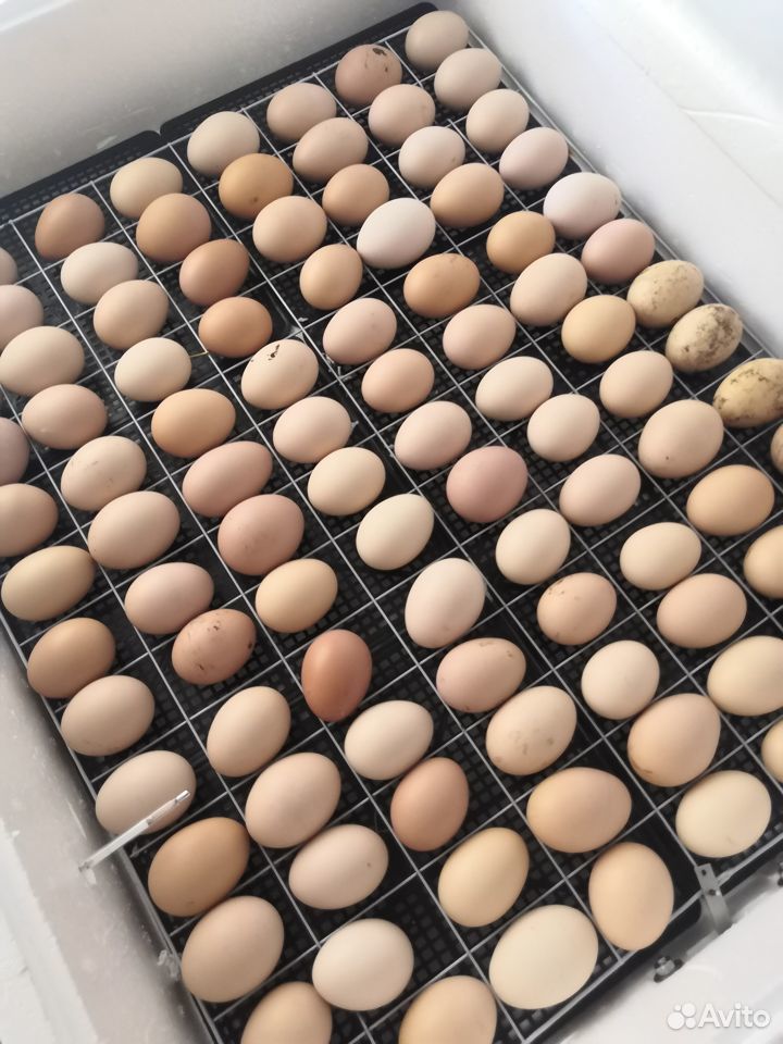 Инкубационное куриное яйцо домашнее купить на Зозу.ру - фотография № 2